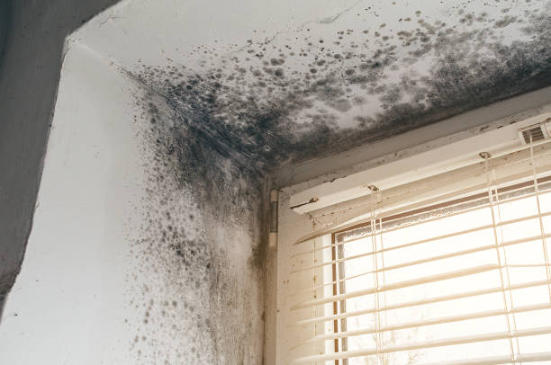 Affordable Mold Inspection And Testing solutions in Stevens, PA